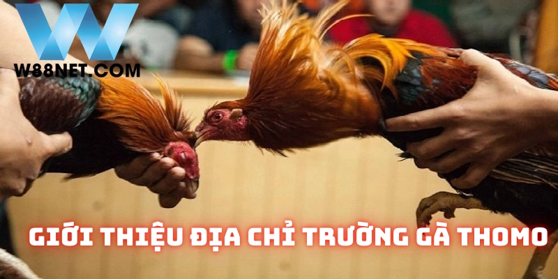 Giới Thiệu thông tin cơ bản về địa chỉ trường gà Thomo