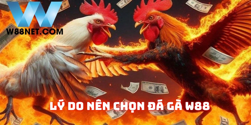 Lý do khách hàng nên theo dõi chọi kê tại nhà cái